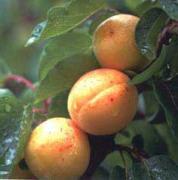 Prunus Armeniaca